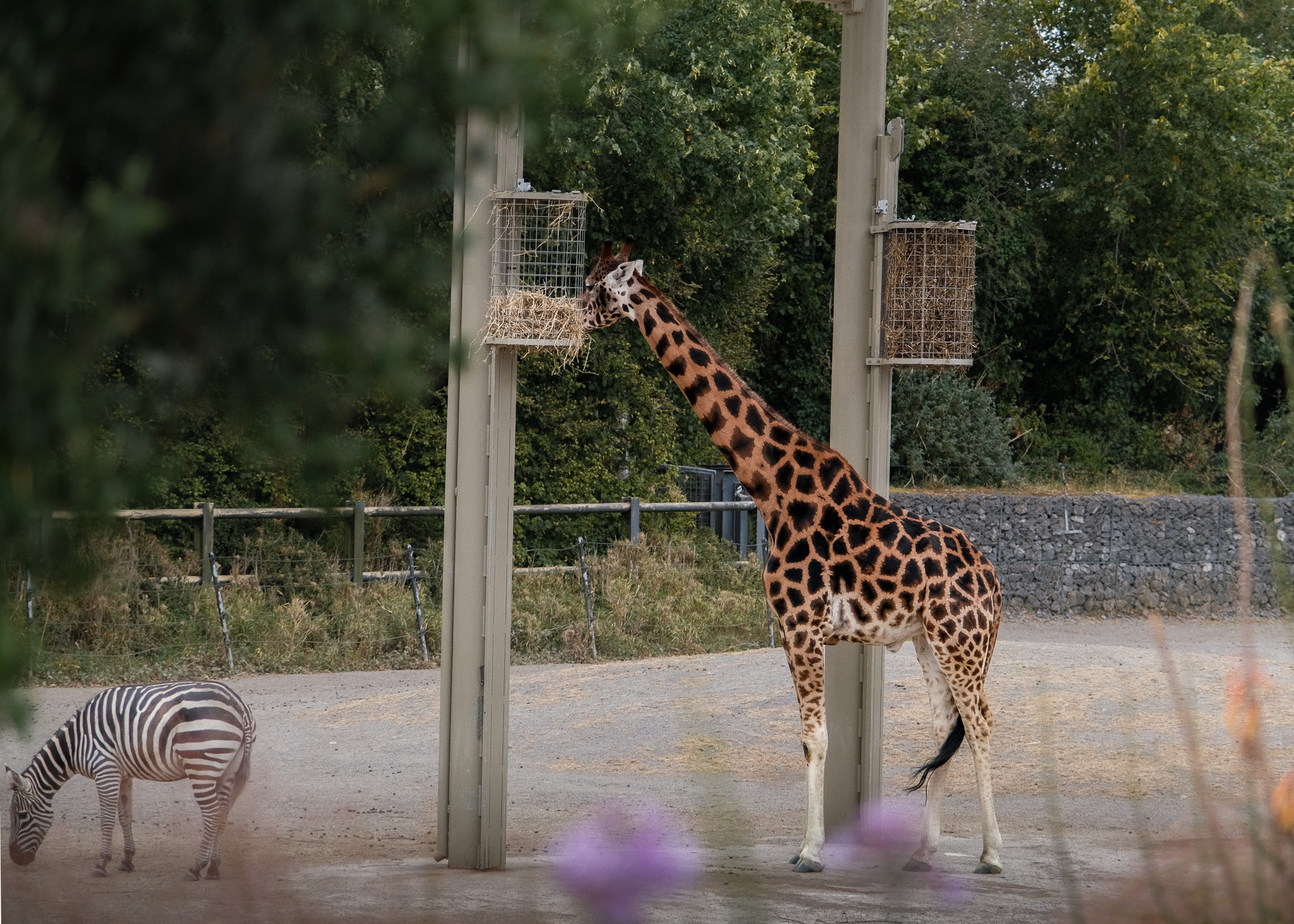 Dublin Zoo, Ireland — photograph 2 of 7