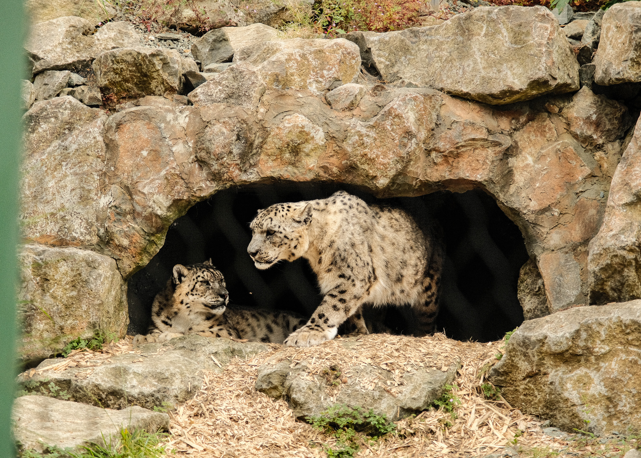Dublin Zoo, Ireland — photograph 5 of 7