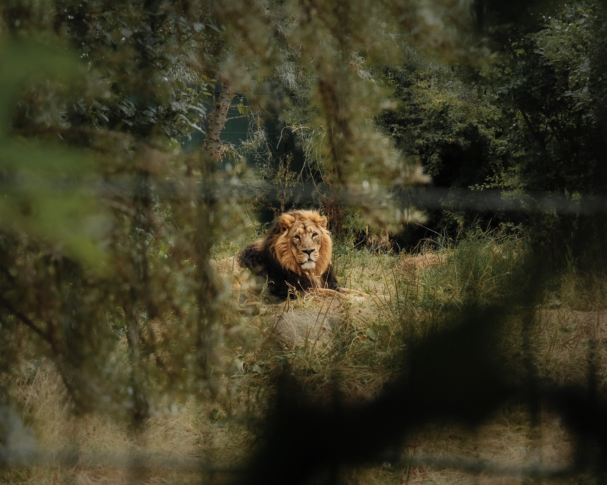 Dublin Zoo, Ireland — photograph 7 of 7
